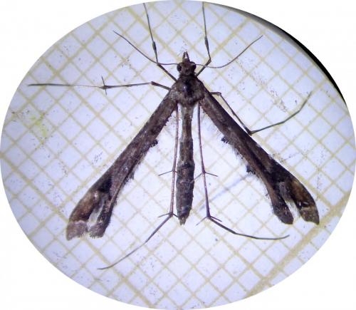 Amblyptilia acanthadactyla